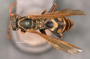 Media type: image;   Entomology 33153 Aspect: habitus dorsal view